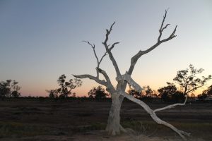 kooma-green-school-murra-murra-dead-tree-sunset-min